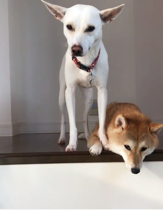 動物,犬,猫,しつけ,飼い方,育て方,病気,健康