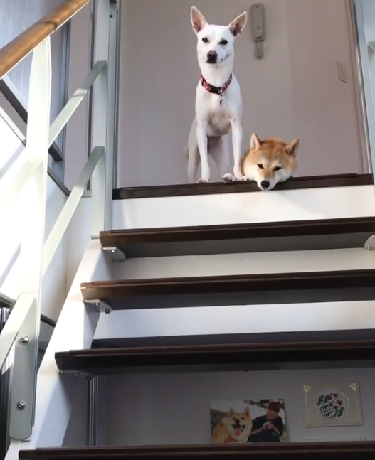 動物,犬,猫,しつけ,飼い方,育て方,病気,健康