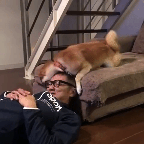 動物,犬,猫,しつけ,飼い方,育て方,病気,健康