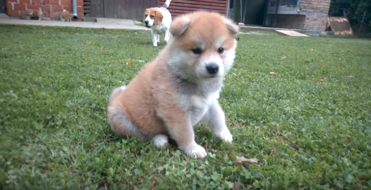 動物,犬,猫,しつけ,飼い方,育て方,病気,健康