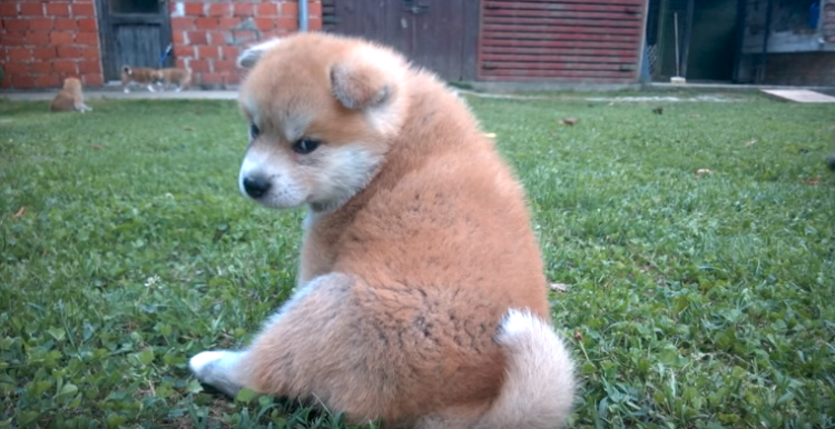 動物,犬,猫,しつけ,飼い方,育て方,病気,健康