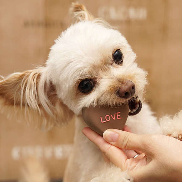 動物,犬,猫,しつけ,飼い方,育て方,病気,健康