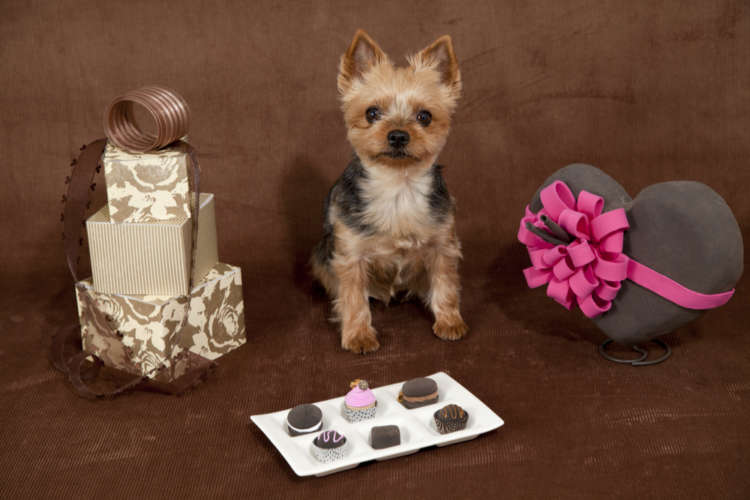 動物,犬,猫,しつけ,飼い方,育て方,病気,健康