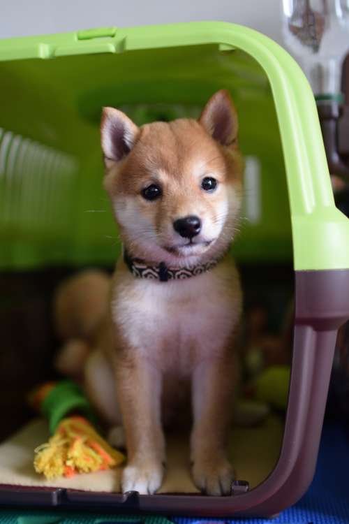 動物,犬,猫,しつけ,飼い方,育て方,病気,健康