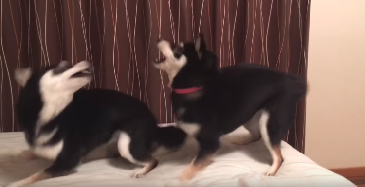 動物,犬,猫,しつけ,飼い方,育て方,病気,健康