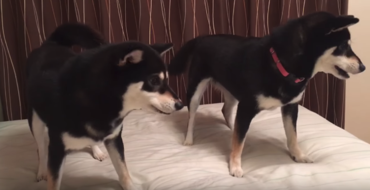 動物,犬,猫,しつけ,飼い方,育て方,病気,健康