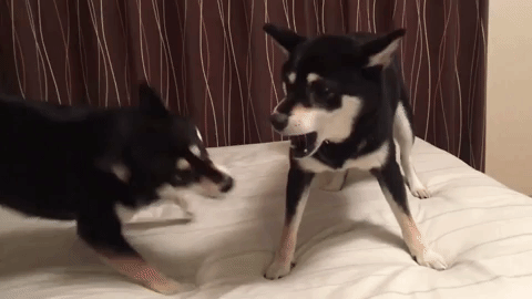 動物,犬,猫,しつけ,飼い方,育て方,病気,健康