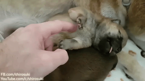 動物,犬,猫,しつけ,飼い方,育て方,病気,健康