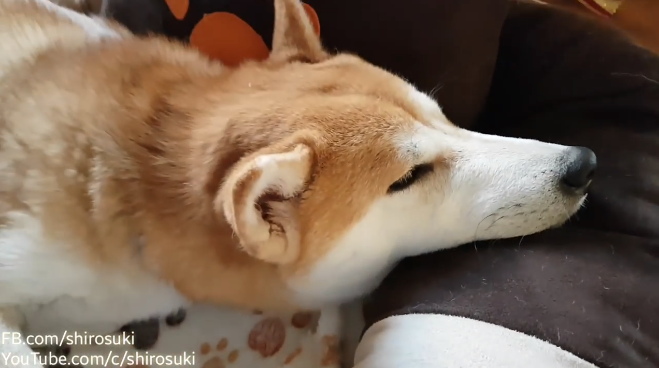 動物,犬,猫,しつけ,飼い方,育て方,病気,健康