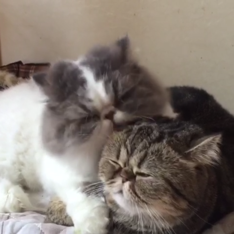 動物,犬,猫,しつけ,飼い方,育て方,病気,健康