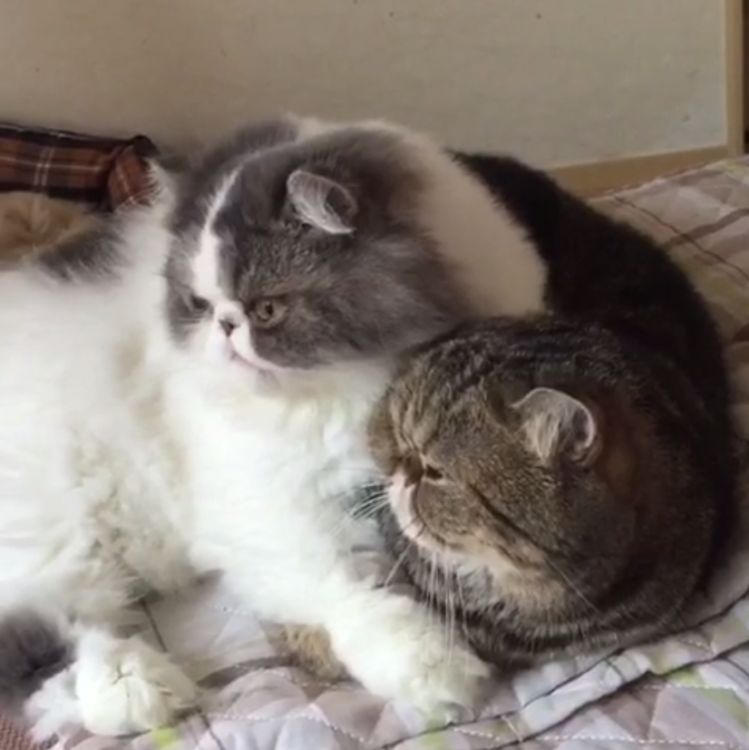 動物,犬,猫,しつけ,飼い方,育て方,病気,健康