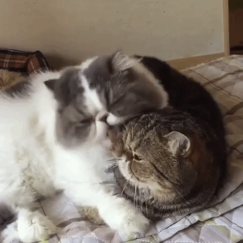動物,犬,猫,しつけ,飼い方,育て方,病気,健康