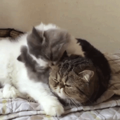 動物,犬,猫,しつけ,飼い方,育て方,病気,健康
