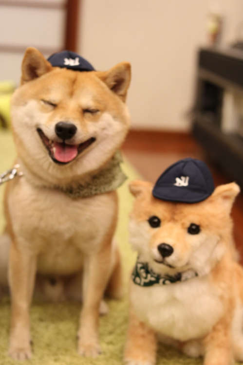 動物,犬,猫,しつけ,飼い方,育て方,病気,健康