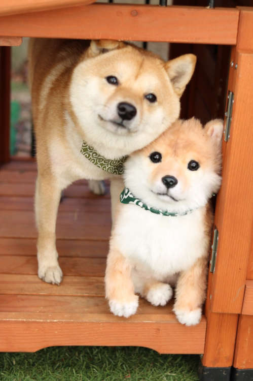 動物,犬,猫,しつけ,飼い方,育て方,病気,健康