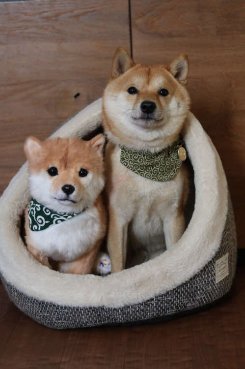 動物,犬,猫,しつけ,飼い方,育て方,病気,健康