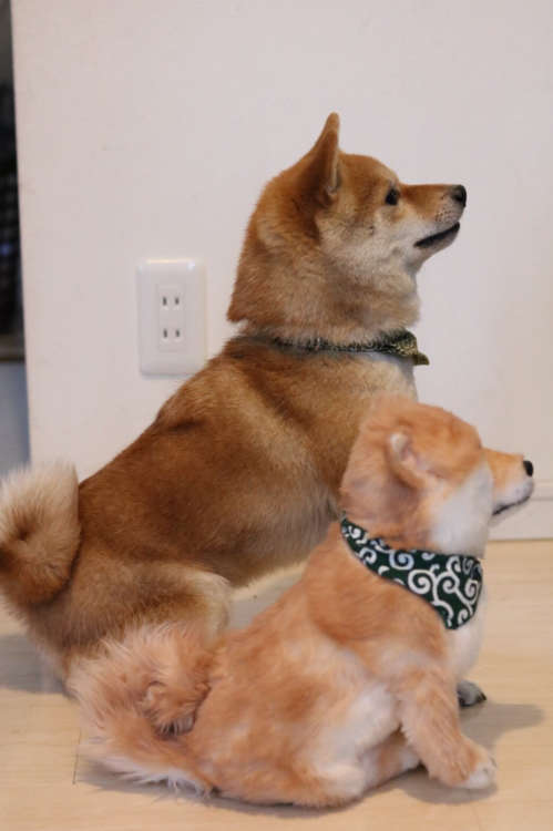 動物,犬,猫,しつけ,飼い方,育て方,病気,健康