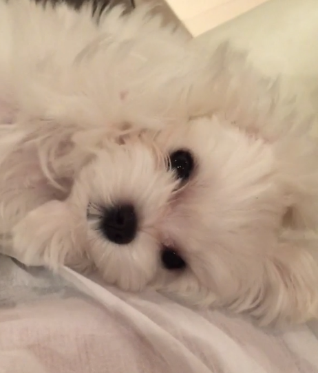 動物,犬,猫,しつけ,飼い方,育て方,病気,健康