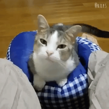 動物,犬,猫,しつけ,飼い方,育て方,病気,健康