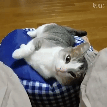 動物,犬,猫,しつけ,飼い方,育て方,病気,健康