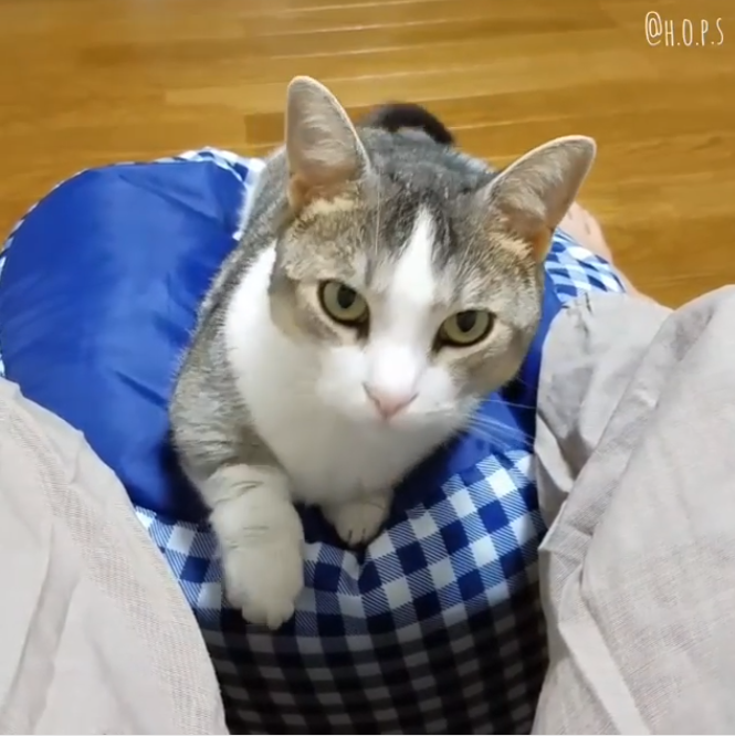 動物,犬,猫,しつけ,飼い方,育て方,病気,健康