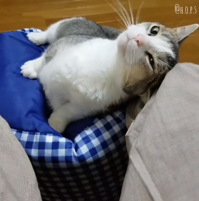 動物,犬,猫,しつけ,飼い方,育て方,病気,健康