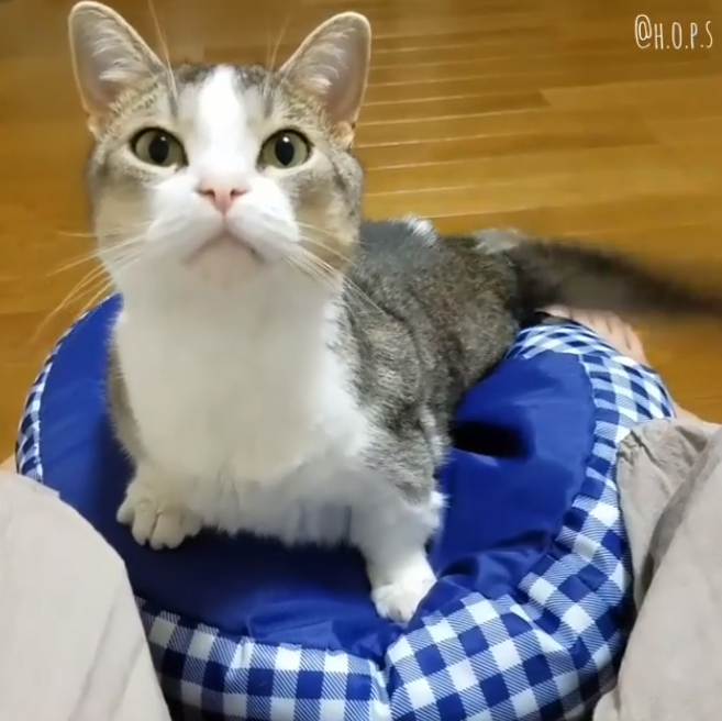 動物,犬,猫,しつけ,飼い方,育て方,病気,健康