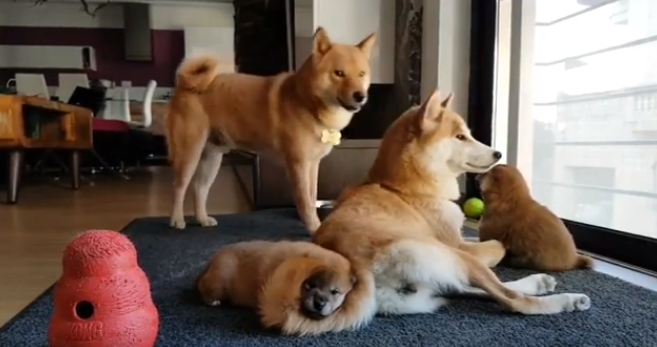 動物,犬,猫,しつけ,飼い方,育て方,病気,健康