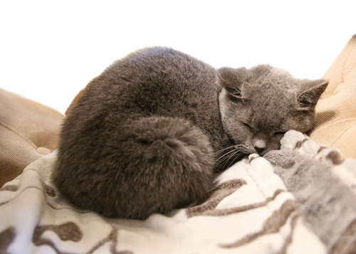動物,犬,猫,しつけ,飼い方,育て方,病気,健康