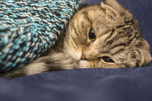 動物,犬,猫,しつけ,飼い方,育て方,病気,健康