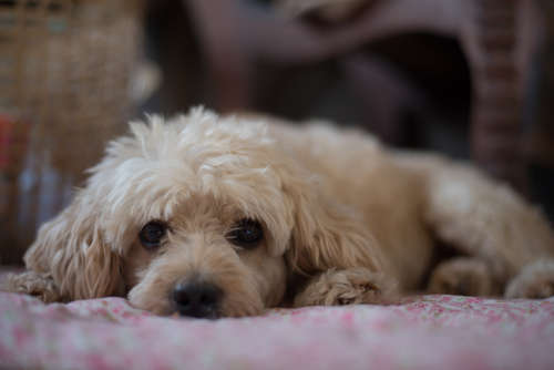 動物,犬,猫,しつけ,飼い方,育て方,病気,健康