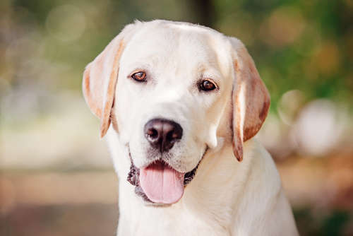 動物,犬,猫,しつけ,飼い方,育て方,病気,健康