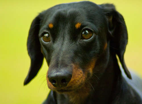 動物,犬,猫,しつけ,飼い方,育て方,病気,健康