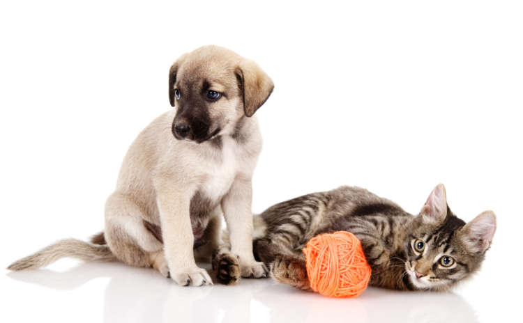 犬・猫の誤飲を防ぐ! 獣医師が教えてくれた注意したいポイント