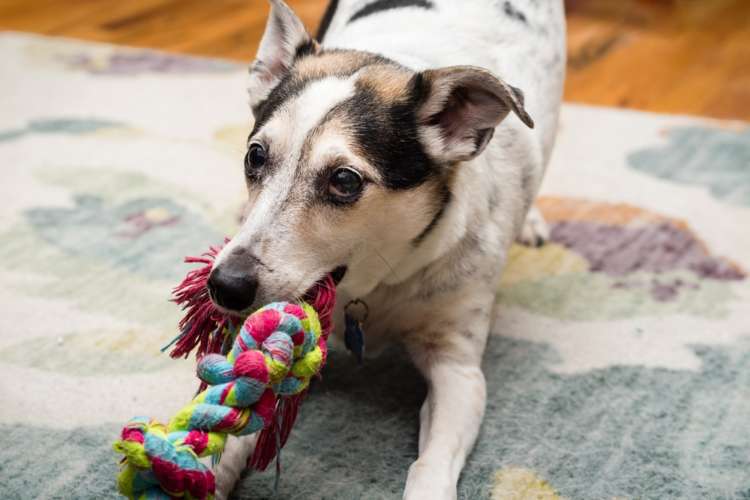 動物,犬,猫,しつけ,飼い方,育て方,病気,健康