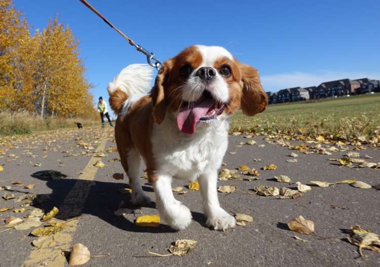 動物,犬,猫,しつけ,飼い方,育て方,病気,健康