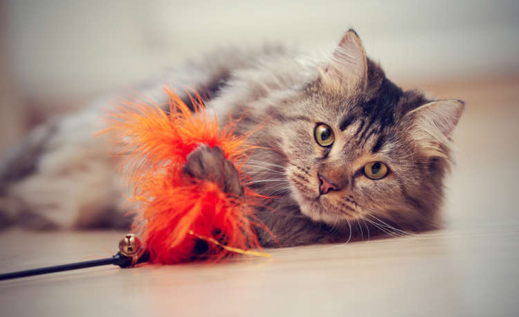 動物,犬,猫,しつけ,飼い方,育て方,病気,健康