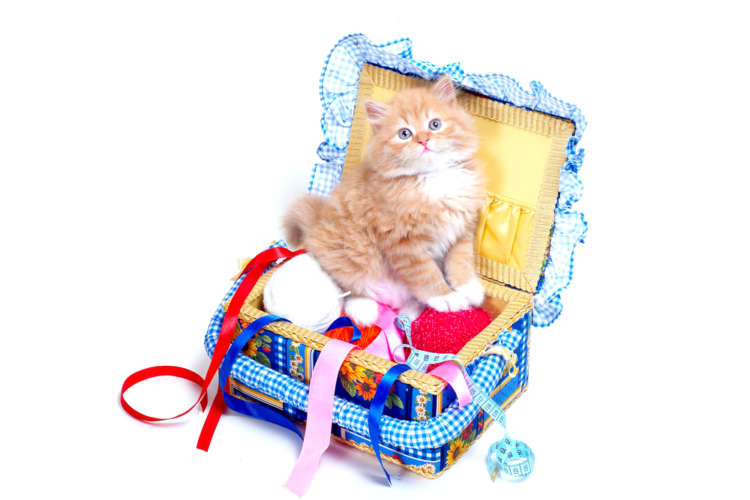 動物,犬,猫,しつけ,飼い方,育て方,病気,健康