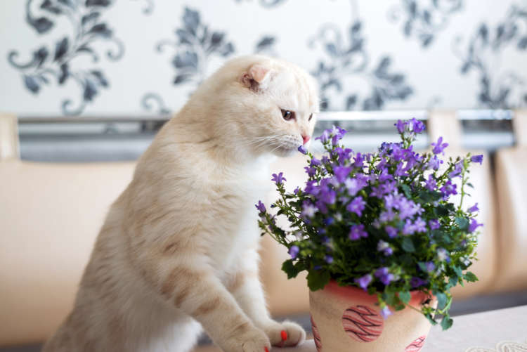 動物,犬,猫,しつけ,飼い方,育て方,病気,健康