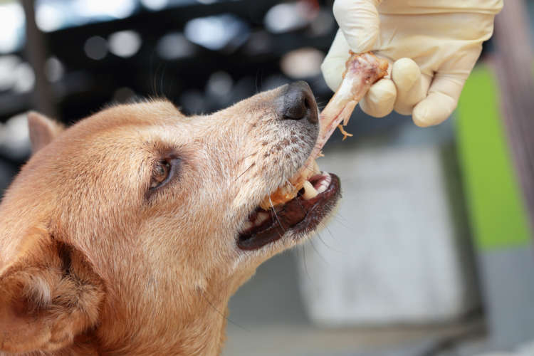 動物,犬,猫,しつけ,飼い方,育て方,病気,健康