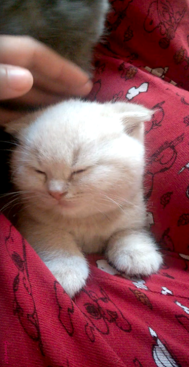 動物,犬,猫,しつけ,飼い方,育て方,病気,健康