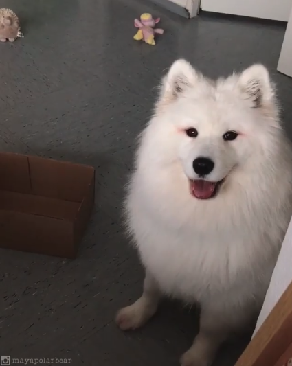 動物,犬,猫,しつけ,飼い方,育て方,病気,健康