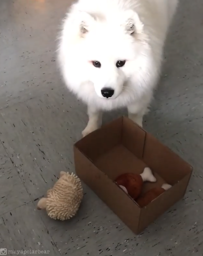 動物,犬,猫,しつけ,飼い方,育て方,病気,健康