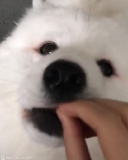 動物,犬,猫,しつけ,飼い方,育て方,病気,健康