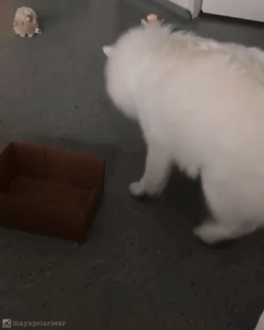 動物,犬,猫,しつけ,飼い方,育て方,病気,健康