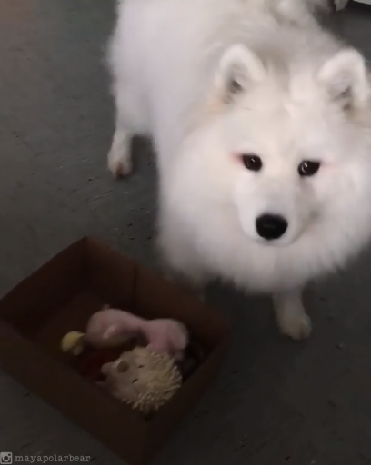 動物,犬,猫,しつけ,飼い方,育て方,病気,健康