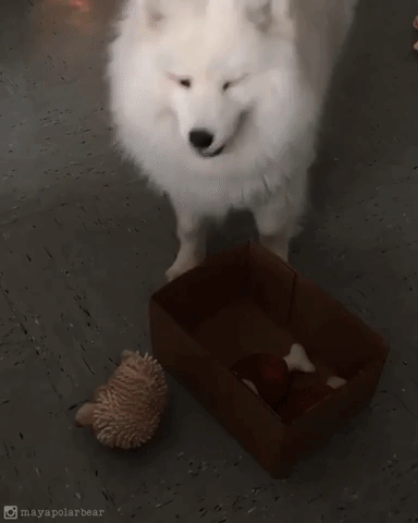 動物,犬,猫,しつけ,飼い方,育て方,病気,健康