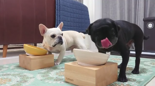 動物,犬,猫,しつけ,飼い方,育て方,病気,健康