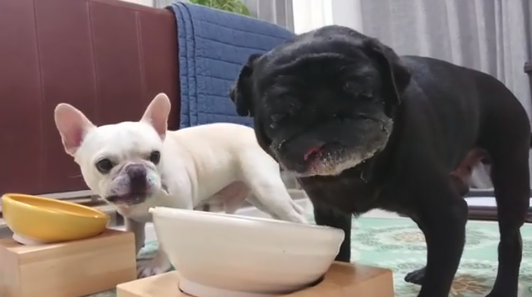 動物,犬,猫,しつけ,飼い方,育て方,病気,健康