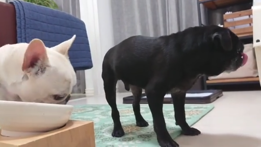 動物,犬,猫,しつけ,飼い方,育て方,病気,健康